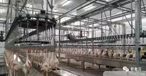 2019中央一號(hào)文件發(fā)布,養(yǎng)殖業(yè) 機(jī)遇 來了